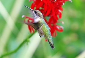 Hummer In Hovering Mode
